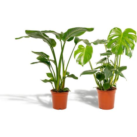 Strelitzia Nicolai Plante d’intérieur tropicale 85 cm pot 19 cm + Monstera Deliciosa 75 cm pot 21 cm - PANGIVO (1/5)