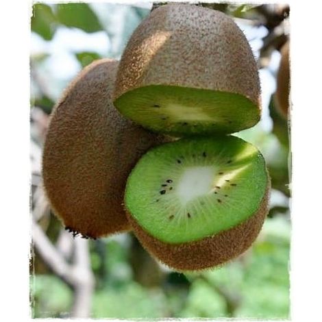 Vivaio Garden Forest – Kiwi Actinidia Hayward femelle – Arbre fruitier grimpant – Fruits sucrés riches en vitamine C – Hauteur 160 cm – Exposition ensoleillée