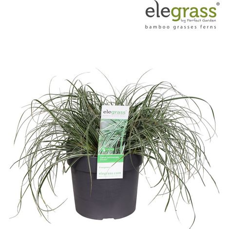Laîche d'Oshima Everest 20cm Pot 19cm - Carex oshimensis Everest