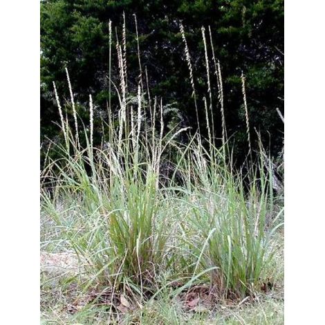 Bouteloua curtipendula Godet de 8/9 cm (1/3)