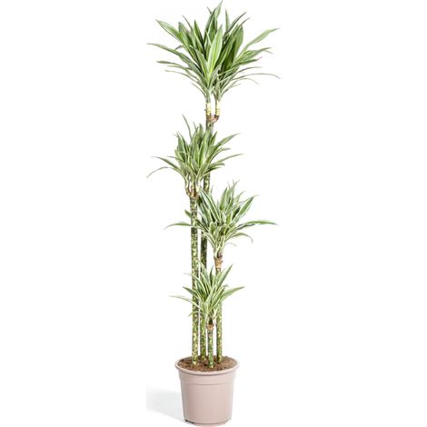 Dracaena Deremensis White Stripe - Plante d'Intérieur Décorative - Ø27 cm - Hauteur 170-190 cm - PANGIVO (1/5)