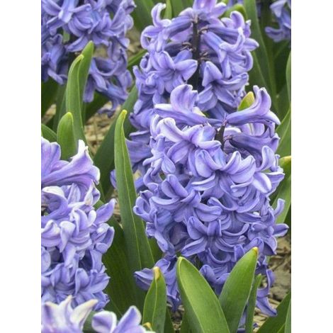 Jacinthe 'Blue Star' calibre 18+ (par 5) (1/2)