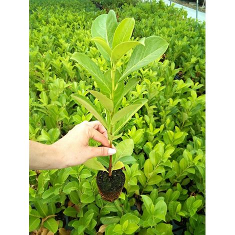 Lauroceraso "Prunus laurocerasus" pianta da siepe in vaso biodegradabile 8 cm