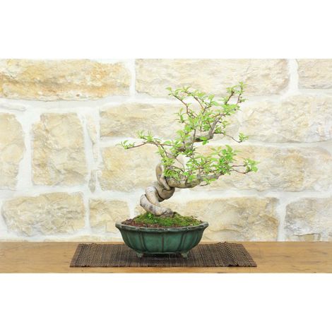 Bonsai di Melo da fiore (4) (1/5)