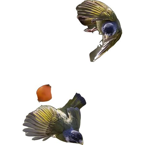 Malla antipájaros, nailon resistente, aplicaciones versátiles, color negro. (1/2)
