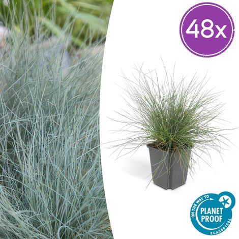 Lot de 48 Fétuques Bleues Festuca glauca 'Elijah Bleu' Graminée Persistante 10-25cm Pot Ø9cm - PANGIVO (1/5)