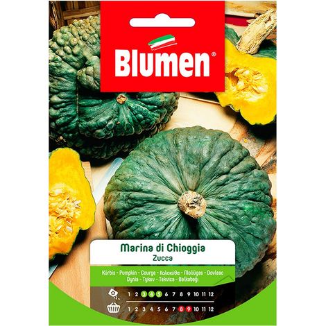 SEMI ZUCCA MARINA DI CHIOGGIA BLUMEN (1/2)