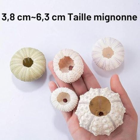 5 Pièces Panier à Fleurs en Macramé, Paniers de Fleurs à Suspendre, Maison Jardin Accessoires Décoration, Matériau de Coquille D'oursin Naturel, pour Intérieure et Extérieure(1,5-2,5 Pouces) (1/4)