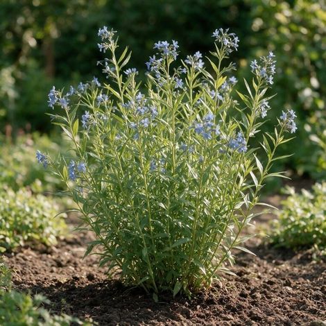 Amsonie Blue Ice 20cm Godet 9cm - Amsonia (1/4)