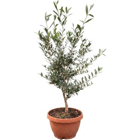 Ulivo olivo "Olea europea" pianta prebonsai in ciotola da ø22 cm (1/5)