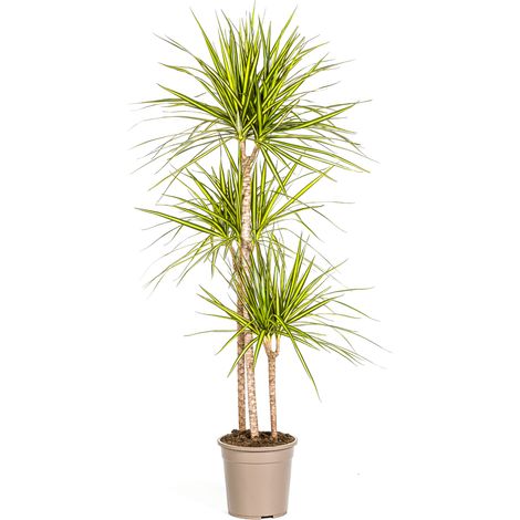 Dracaena Marginata Sunray - Plante d'Intérieur Tropicale - Rayures Vertes et Jaunes - Ø24cm H130-150cm - PANGIVO (1/5)