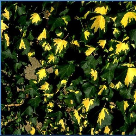 Lierre commun  - Hedera helix 'Goldheart'  - 50-60 cm pot (1/4)