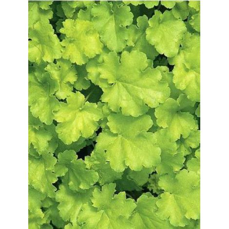 Heuchère 'Lime Rickey' Godet de 8/9 cm (1/2)