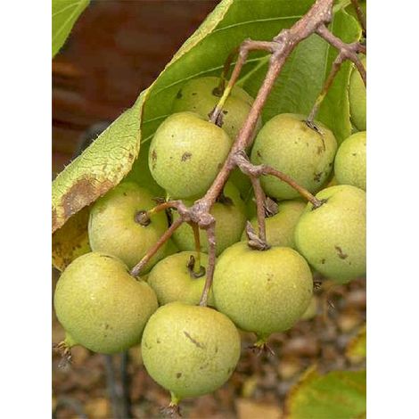 Kiwi, Kiwai 'Kiwai Femelle Fruits Verts' Pot de 2L/3L
