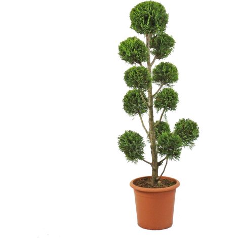 Cipresso Pompon - Cupressocyparis Leylandii Castlewellan Gold - H 140-160 cm Vaso Ø 30 cm (1/2)