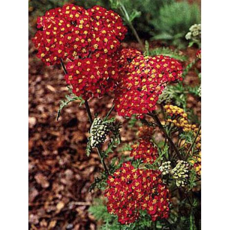 Achillée 'Fanal' Godet de 8/9 cm (1/2)