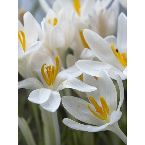 Crocus du paysan 'Albus' Bulbe calibre 5+ (par 5) (1/2)