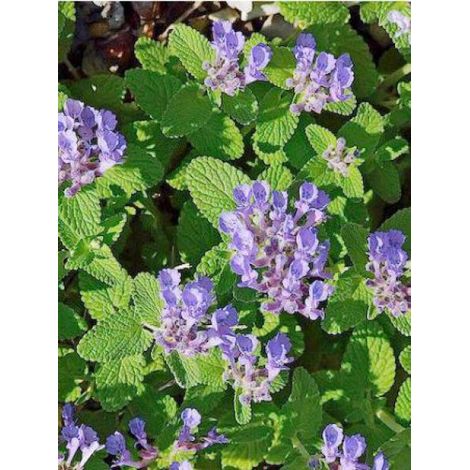 Chataire mussinii Godet de 8/9 cm