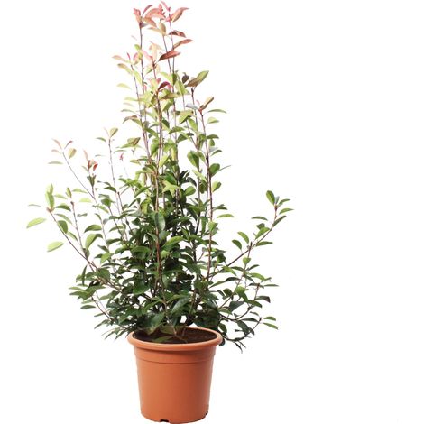 Photinia × Fraseri Red Robin - Piante Vere da Siepe - H 150-175 cm Vaso Ø 30 cm (1/2)