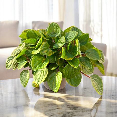 Gardenaria Peperomia albovittata 'Rana verde' - Pianta da interno ornamentale - Altezza: 15 cm (vaso 11) (1/5)