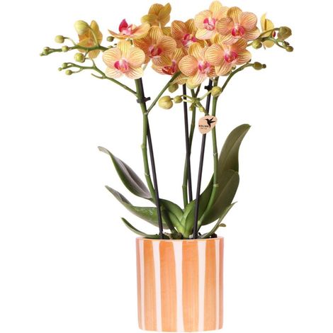 Orchidée Phalaenopsis Orange avec Pot Décoratif Orange - Plante d'Intérieur Fleurie - Pot 9 cm - PANGIVO (1/5)