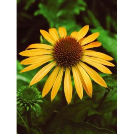 Rudbeckia pourpre 'Harvest Moon' Godet de 8/9 cm (1/4)
