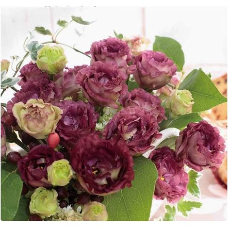 500 graines de lisianthus thé - Floraison originale et colorée, facile à cultiver, idéal pour jardin et pots décoratifs (1/4)