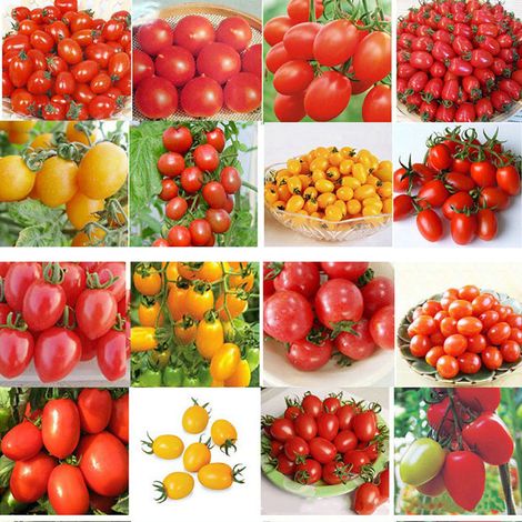 Graines de Tomates - Graines Premium - Lot de 100 graines - Variété productive pour jardin extérieur - 20g
