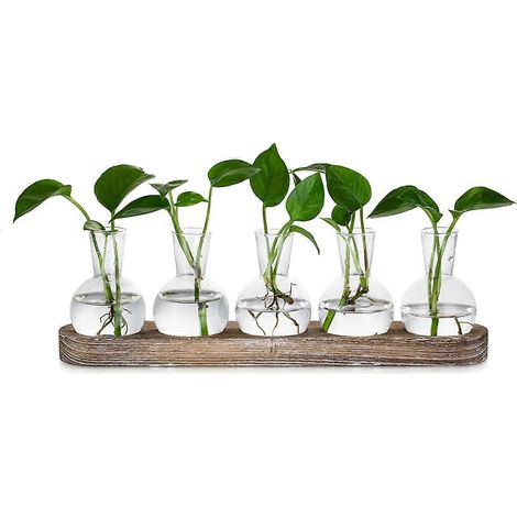 Station de propagation, vases en verre décoratifs : terrarium pour 5 plantes (1/5)