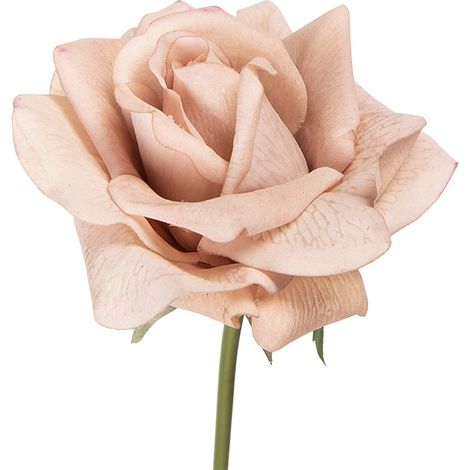 Rose Artificielle Fleur de Décoration Intérieure en Plastique Coloris Beige 35 cm - PANGIVO (1/2)