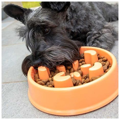 SLOWFI : Gamelle d'Alimentation Anti-Glouton pour Chiens (1/5)