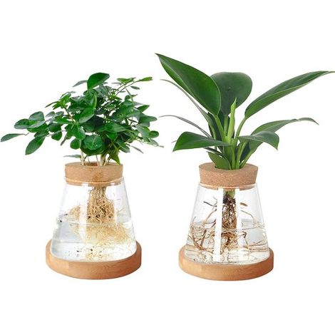 Estación de propagación de plantas - Terrario de vidrio - Cultivo hidropónico - Decoración para el hogar y la oficina