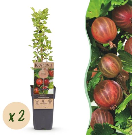 Groseillier à Maquereau Rouge Ribes uva-crispa Hinnonmäki Röd Rustique Lot de 2 Plantes Pot 15cm - PANGIVO (1/5)
