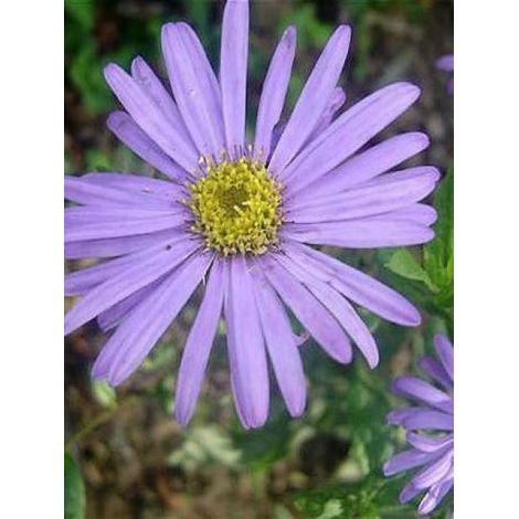 Aster de Frikart 'Jungfrau' Godet de 8/9 cm (1/2)