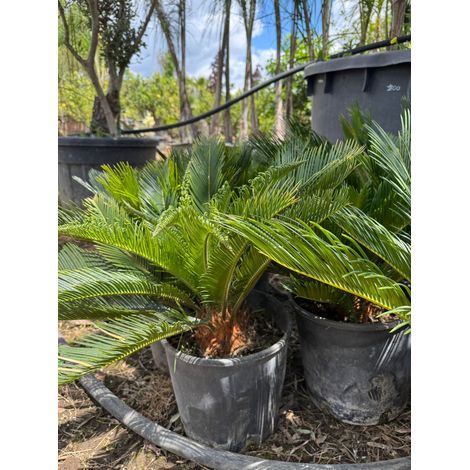 Cicas in vaso 24 cm – Pianta ornamentale tropicale elegante e resistente