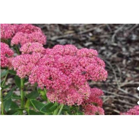 6 x Sedum 'Herbstfreude' - Pot Sky Key 9x9cm (1/2)
