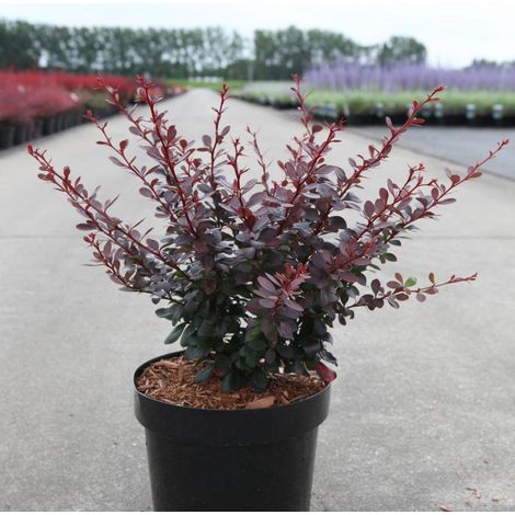 Berberis thunbergii Dart's Red Lady - Épine-vinette Pot de 2L/3L