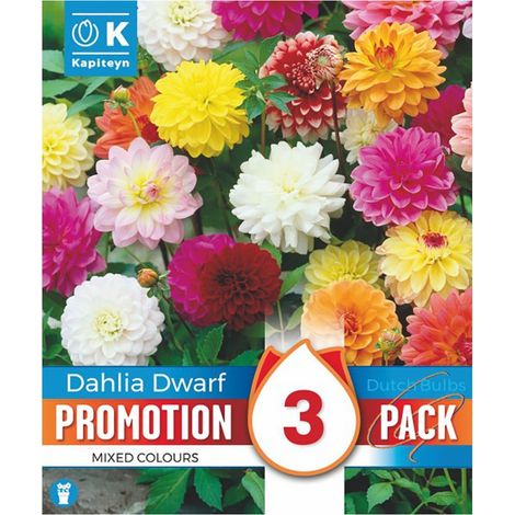 Bulbi di Dahlia Dwarf Border Mixed Colours 3 pz Kapiteyn