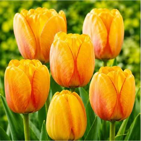 Tulipe Darwin Blushing Apeldoorn Sgaravatti 5 bulbes orange, grande floraison printanière pour massifs et bouquets - 618100 (1/3)
