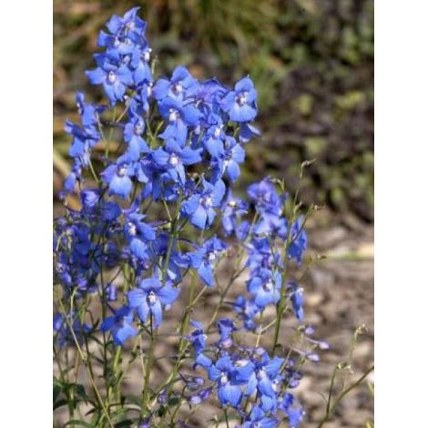 Pied d'Alouette belladone 'Piccolo' Godet de 8/9 cm (1/2)