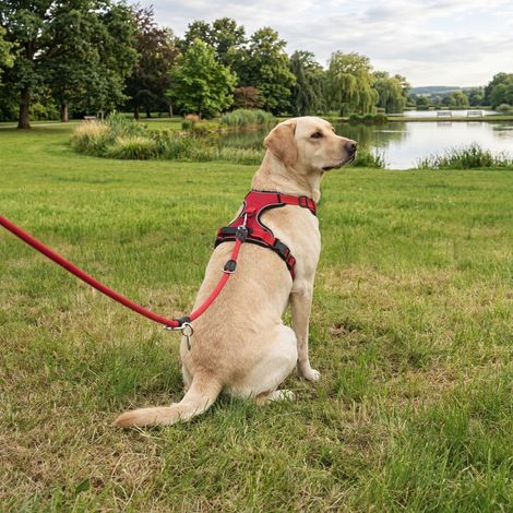 belviona Anti-Zug Hundegeschirr, gepolstertes Y-Geschirr für Hunde mit Kontrollgriff, reflektierend & verstellbar, Größe XL, rot (1/5)