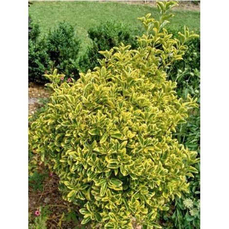 Fusain du Japon 'Aureomarginatus' – Arbuste persistant 200cm – Feuillage lumineux vert foncé marginé de jaune – Pot de 2L/3L (1/2)