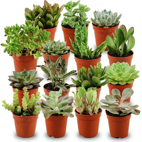Lot de 15 Mini Succulentes et Plantes Grasses d'Intérieur Décoratives Ø 5,5 cm H 5-10 cm - PANGIVO (1/4)