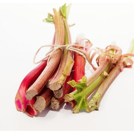 Plants de Rhubarbe des jardins Victoria/Pot de 1L