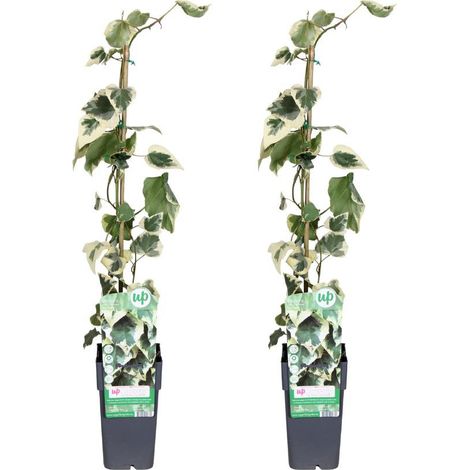 Hadera Colchica Dentata Variata Plante d’Intérieur Feuillage Décoratif Lot de 2 Pot 15 cm Hauteur 65 cm - PANGIVO