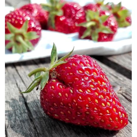 Plant de fraisier Mariguette® 'Marionnet 99'/Barquette de 6 godets (1/5)