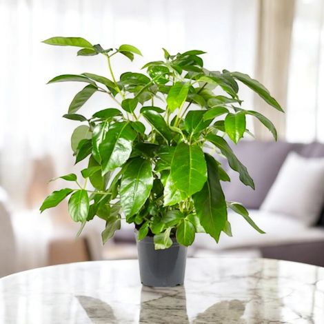 Gardenaria Schefflera actinophylla 'Amate' - Pianta da interno ornamentale - Altezza: 70 cm (vaso 19) (1/5)