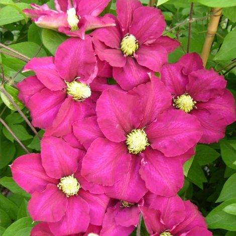 Clématite SUCCESS® Magenta 'Tra73'/Pot de 1,5L Tuteur bambou 30/60 cm (1/5)