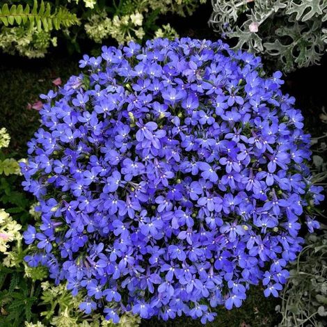 20,000 Creeping Thyme Seeds Blue (Thymus serpyllum) – Bee-Friendly Aromatic Ground Cover – Fast Spreading Perennial for Lawns, Patios & Landscaping