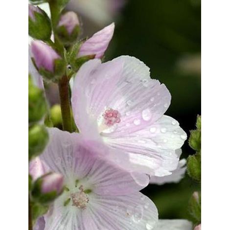 Sidalcea  'Little Princess' Godet de 8/9 cm (1/2)